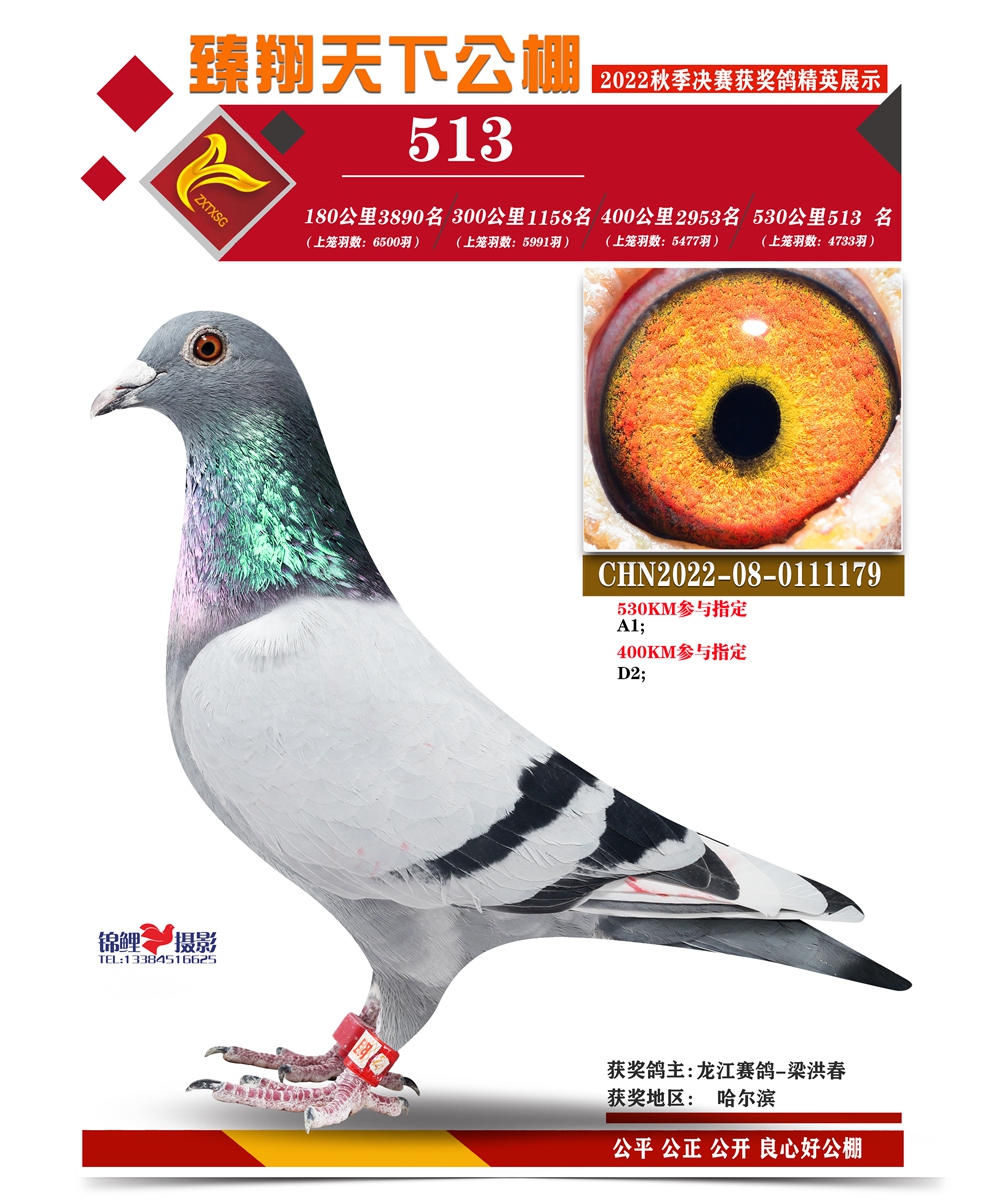 臻翔天下（名字在下） 副本 副本 数据组“513”