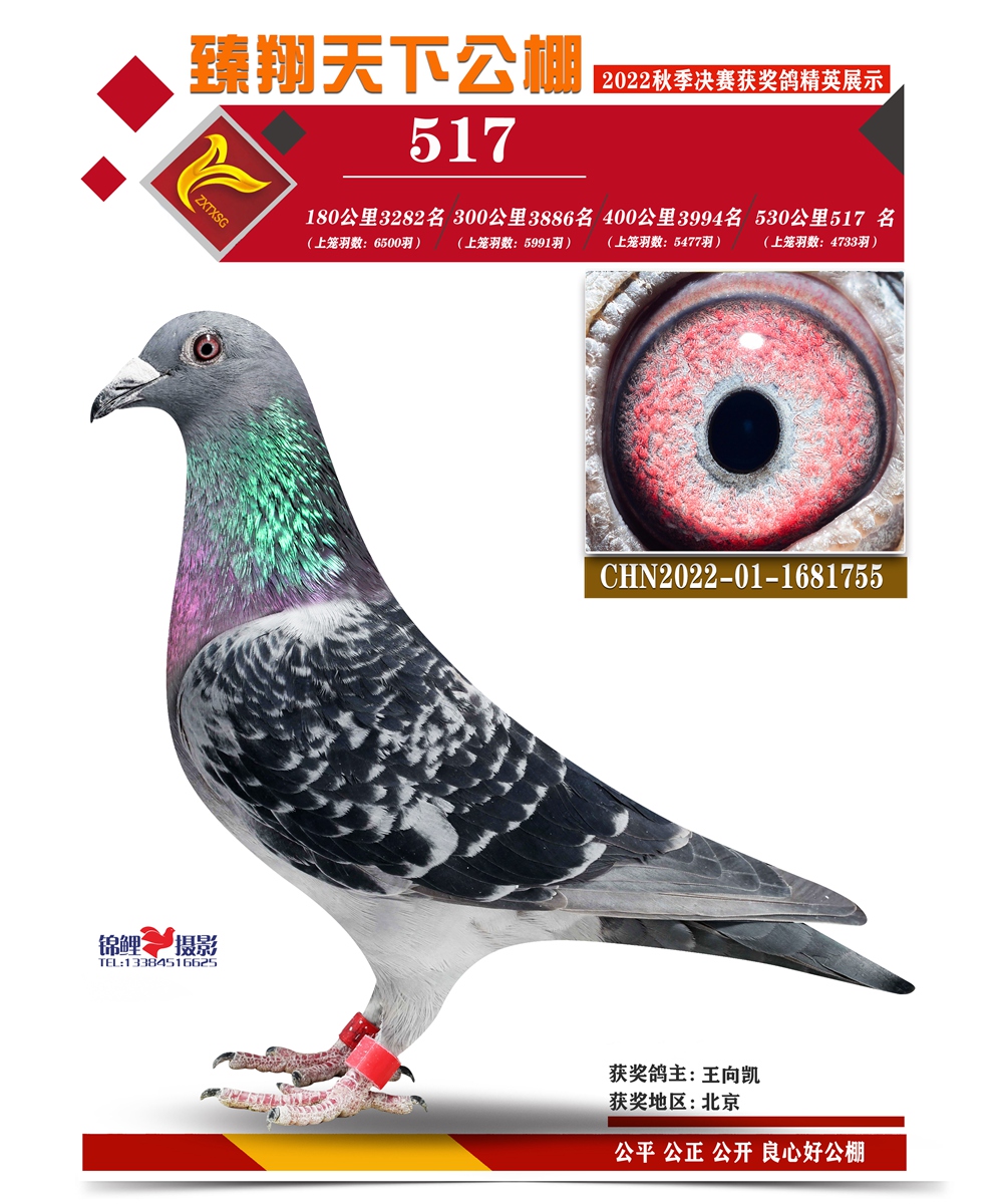 臻翔天下（名字在下） 副本 副本 数据组“517”