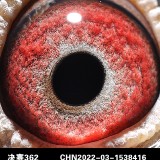 BAgxU4