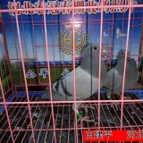 3Jt7zL