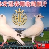 3JtNHG