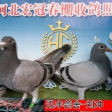 3JtP9Y
