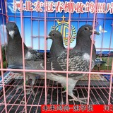 3JtSxh