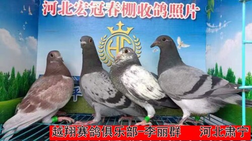 3JtY1Z.jpg