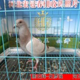 3JtgLw