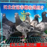 3owpsa