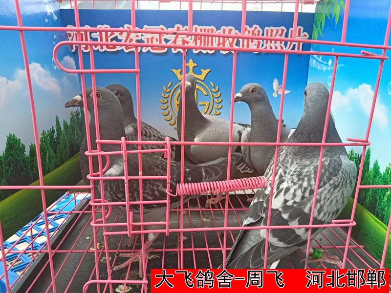 大飞鸽舍 周飞