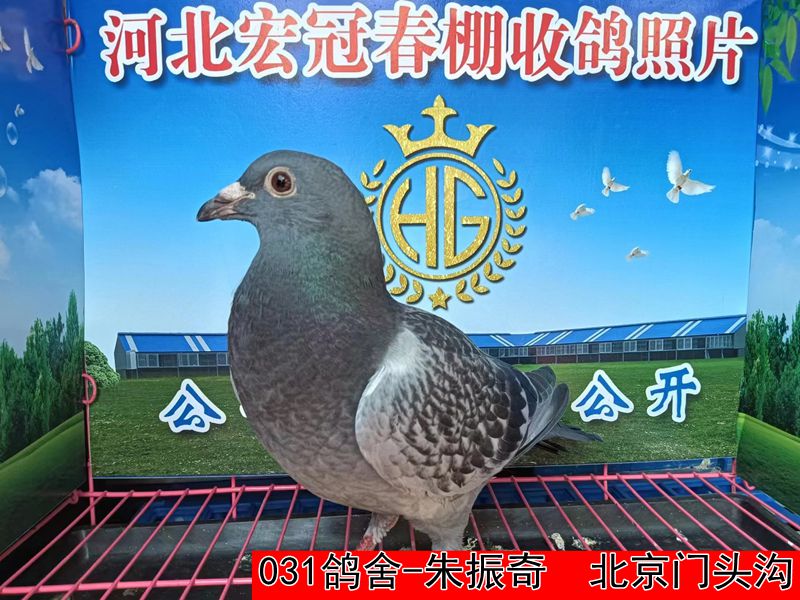 031鸽舍 朱振奇