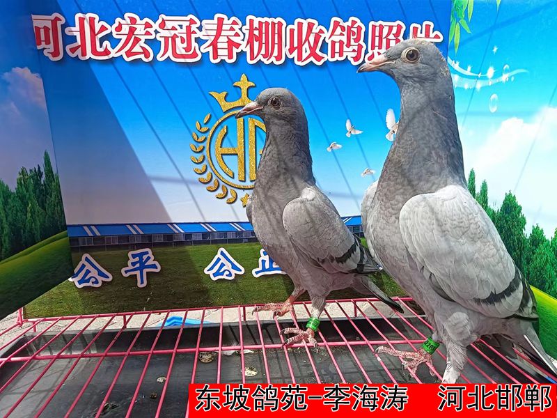 东坡鸽苑 李海涛