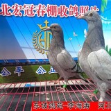 l94IqQ