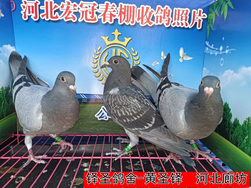铎圣鸽舍 黄圣铎