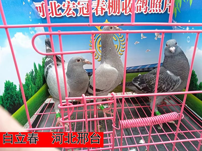 白立春