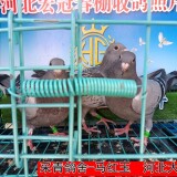 l94RMB