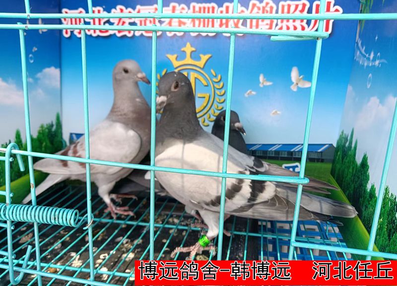 博远鸽舍 韩博远