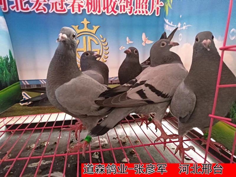 道森鸽业 张彦军