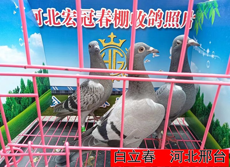 白立春1
