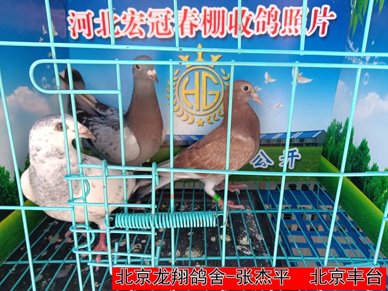 北京龙翔鸽舍 张杰平