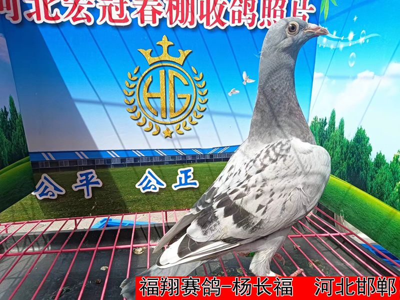 福翔赛鸽 杨长福
