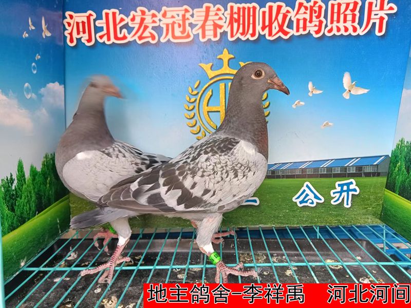 地主鸽舍 李祥禹