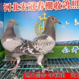 l94jFO