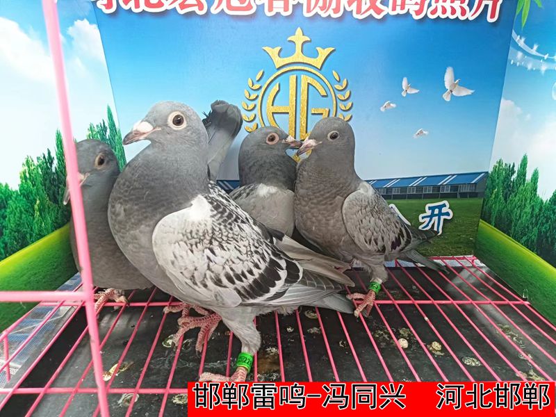 邯郸雷鸣 冯同兴
