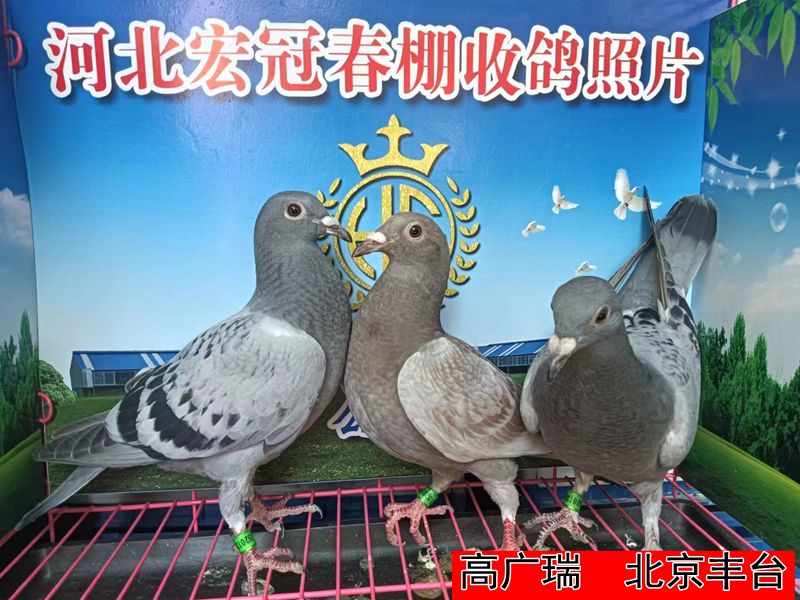 高广瑞