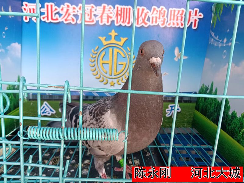 陈永刚