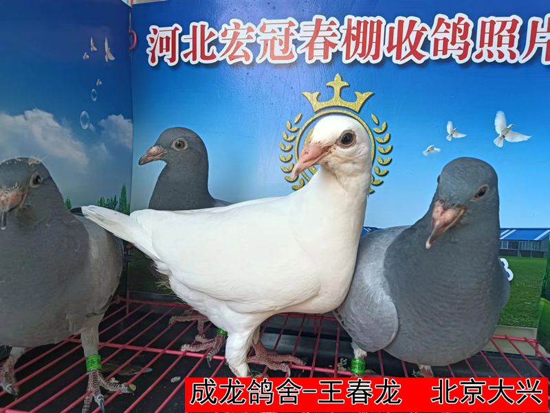 成龙鸽舍 王春龙