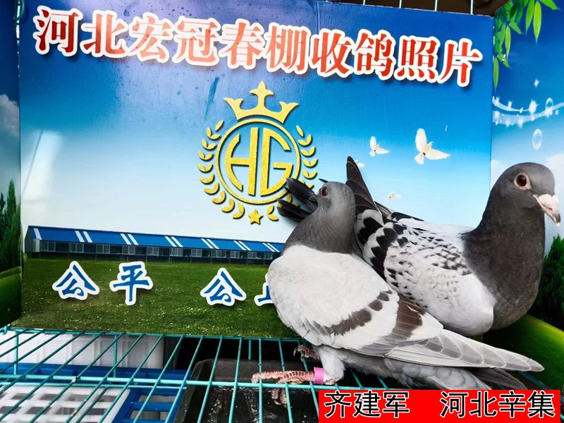 齐建军
