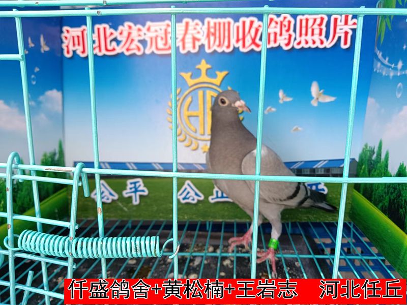 仟盛鸽舍+黄松楠+王岩志