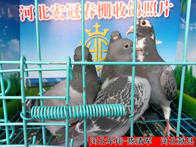 河北军翔 陈清军