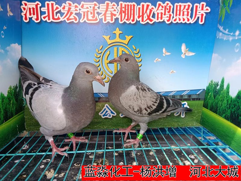 蓝淼化工 杨洪增