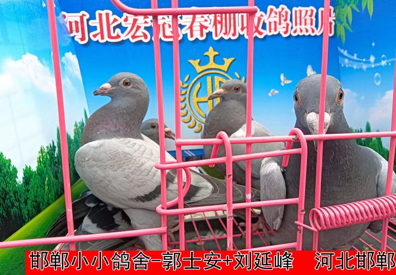 邯郸小小鸽舍 郭士安+刘延峰1