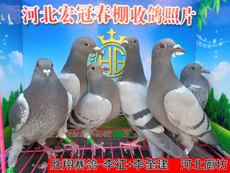 胜翔赛鸽 李征+李奎建