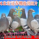 l9CF7G