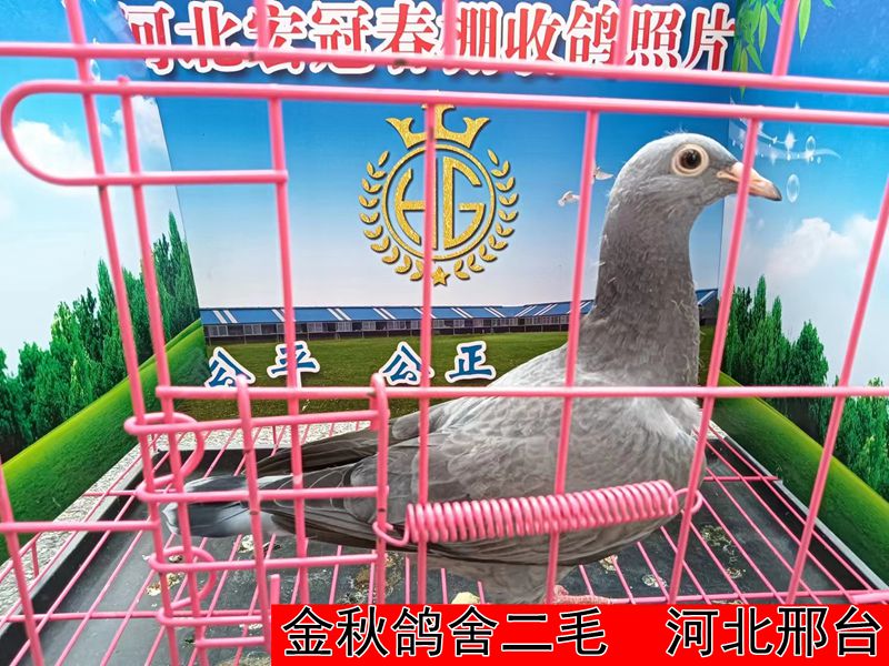 金秋鸽舍二毛