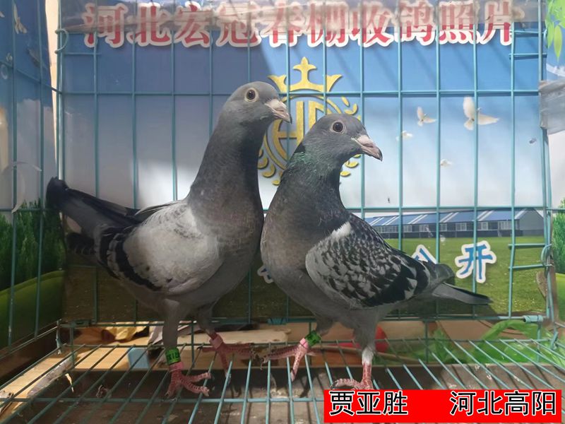 贾亚胜