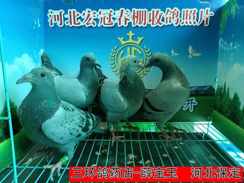 三环鸽药店 薛宝玉