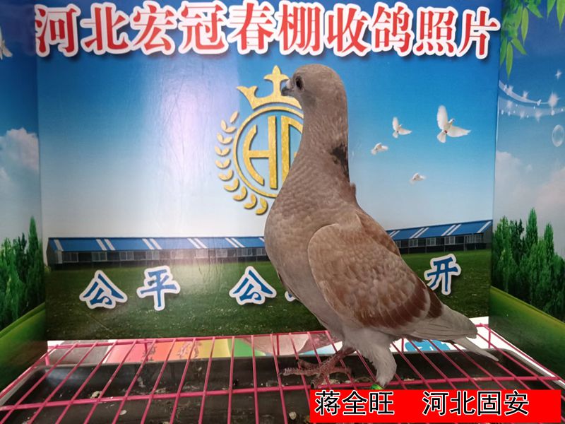 蒋全旺