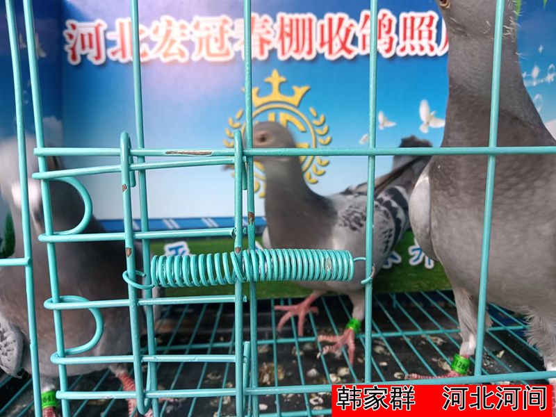 韩家群
