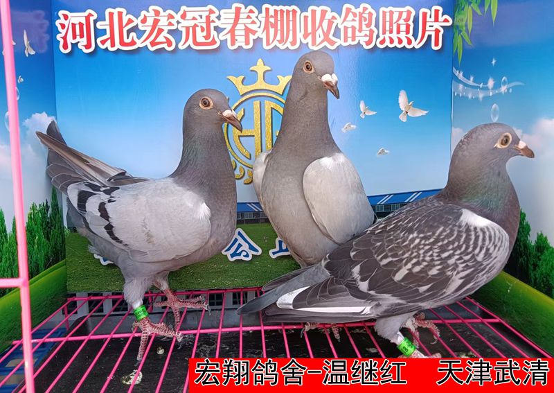 宏翔鸽舍 温继红