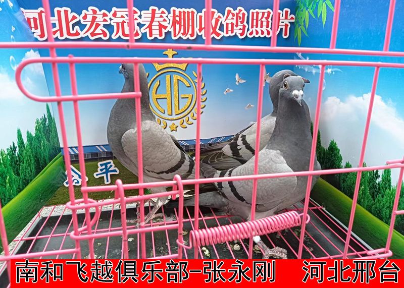 南和飞越俱乐部 张永刚