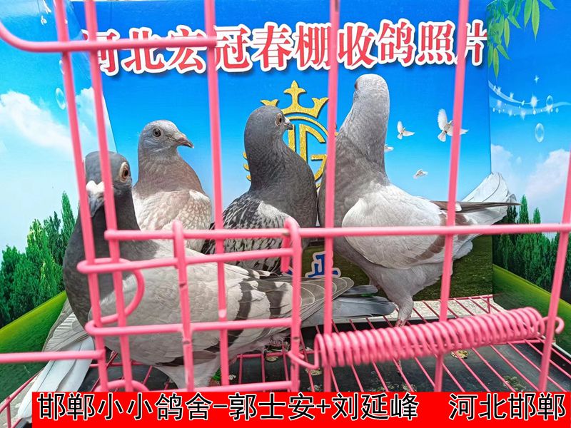 邯郸小小鸽舍 郭士安+刘延峰2
