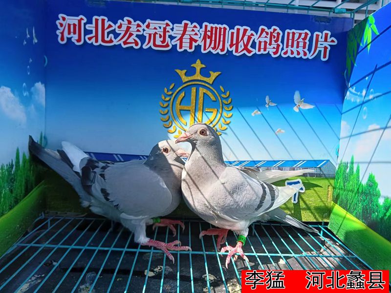 李猛