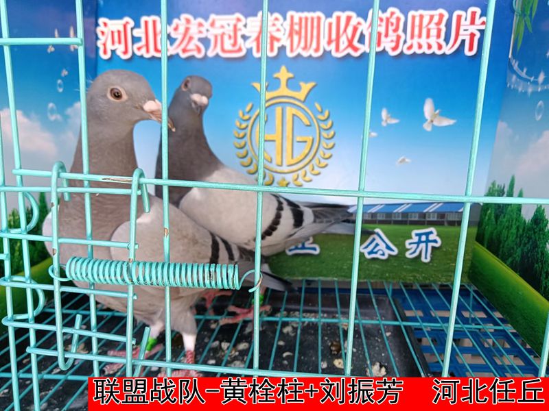 联盟战队 黄栓柱+刘振芳