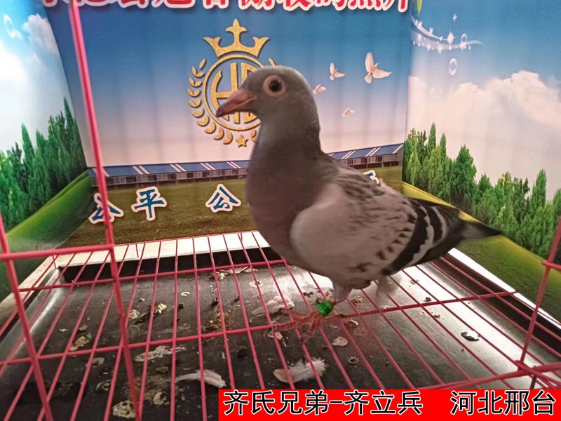 齐氏兄弟 齐立兵