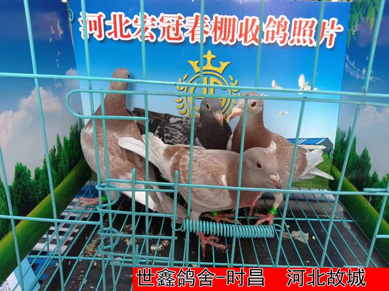世鑫鸽舍 时昌