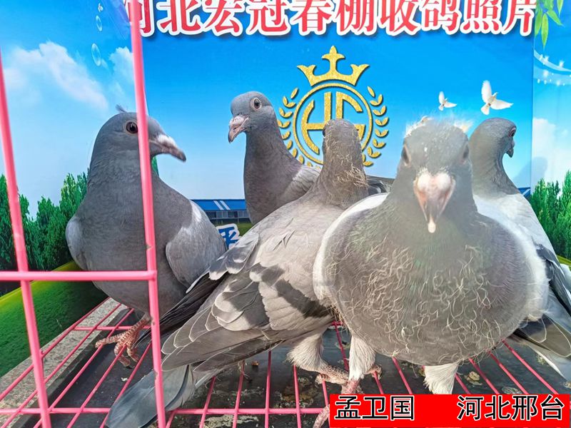 孟卫国