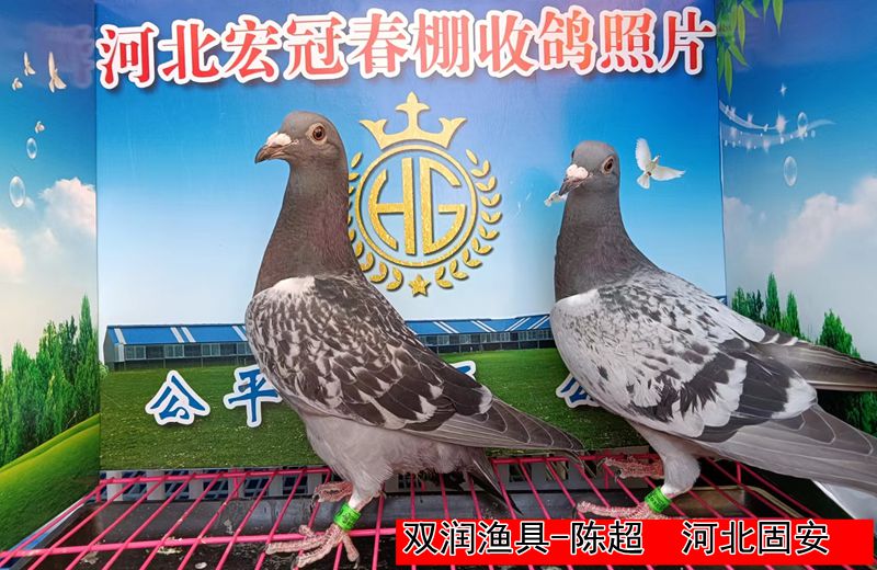 双润渔具 陈超