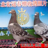 l9CdXt